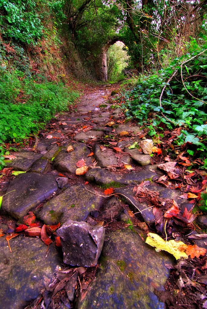 Forest Path image